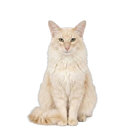 Oriental Longhair cat