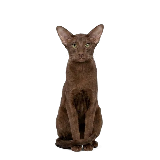 Oriental Shorthair cat