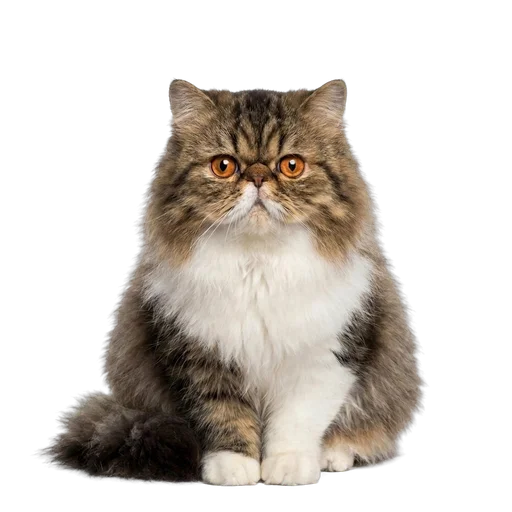 Persian cat