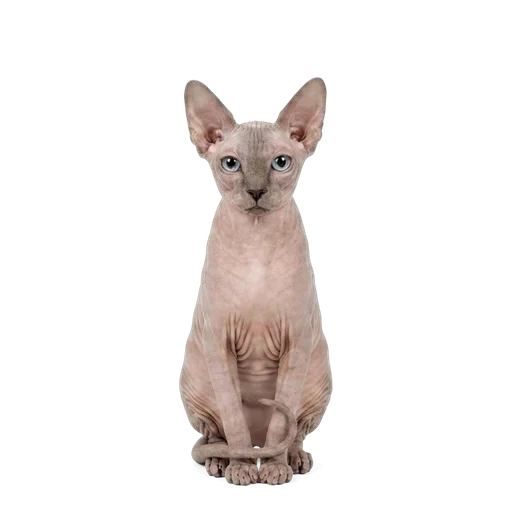 Peterbald cat