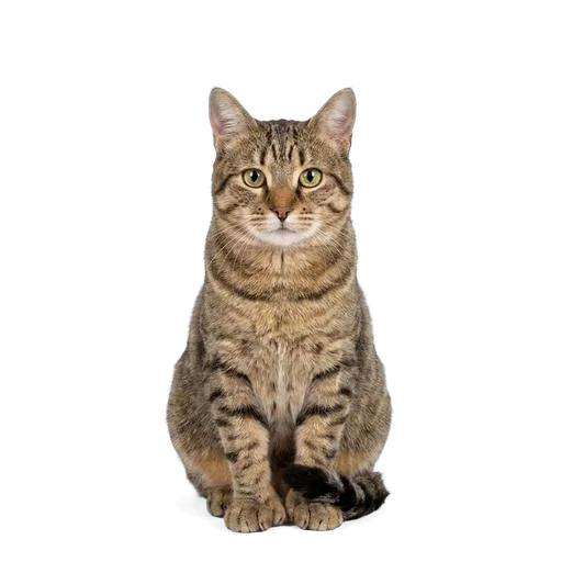 Pixie-Bob cat