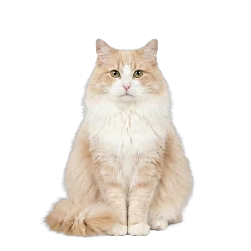 Ragamuffin cat