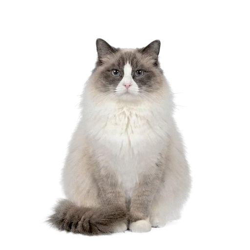 Ragdoll cat