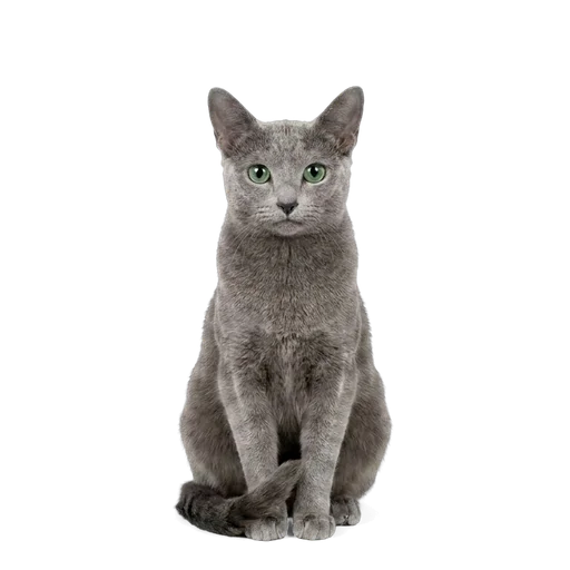 Russian Blue cat