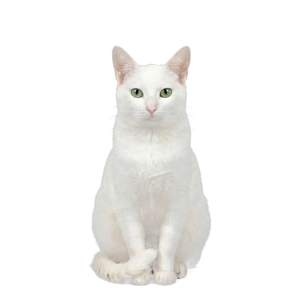 Russian White, Black and Tabby cat