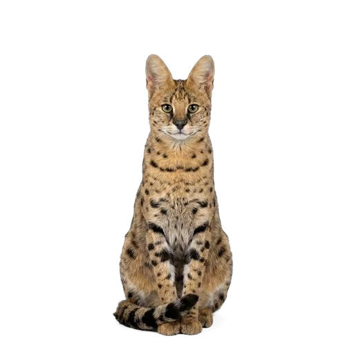 Savannah cat