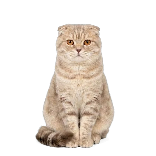 Scottish Fold cat