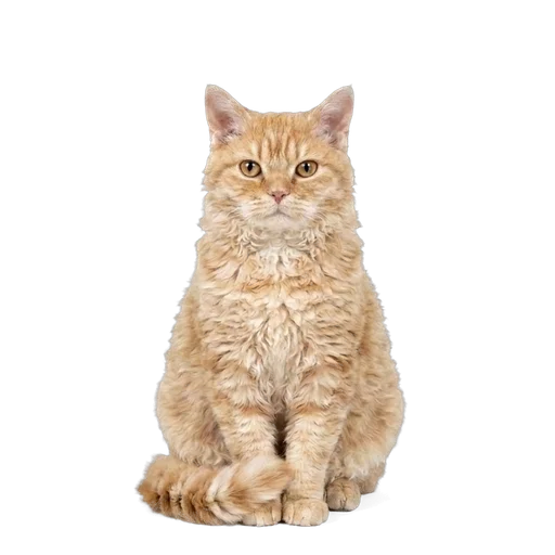Selkirk Rex cat