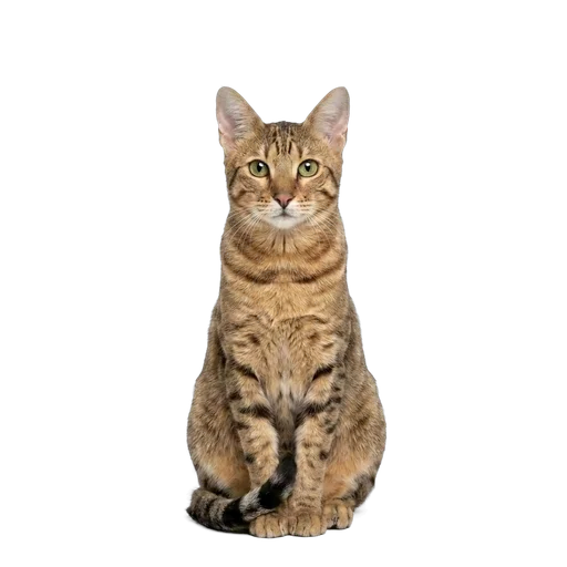 Serengeti cat