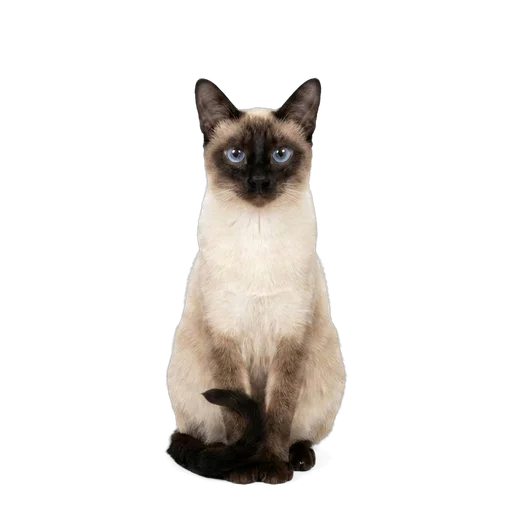 Siamese cat