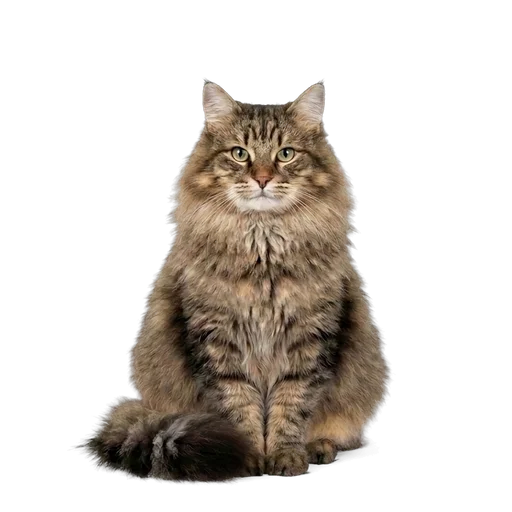 Siberian cat