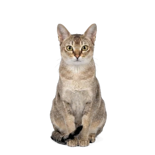 Singapura cat