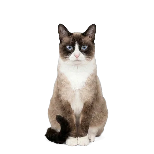 Snowshoe cat