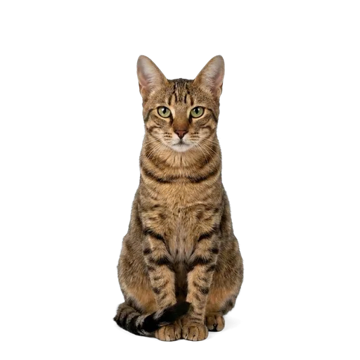 Sokoke cat