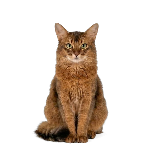 Somali cat