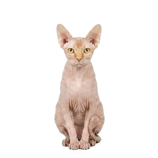 Sphynx cat