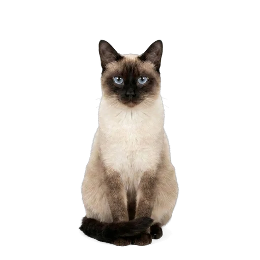 Thai cat