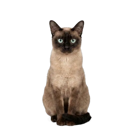 Tonkinese cat