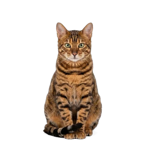 Toyger cat