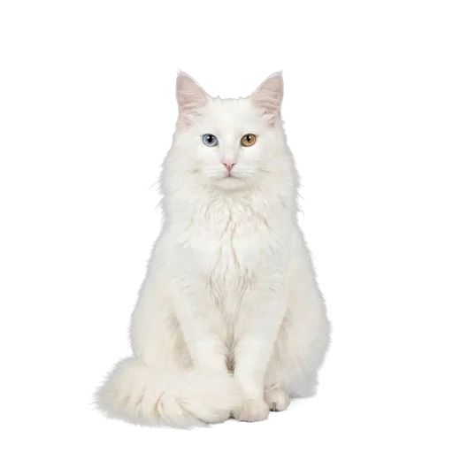 Turkish Angora cat
