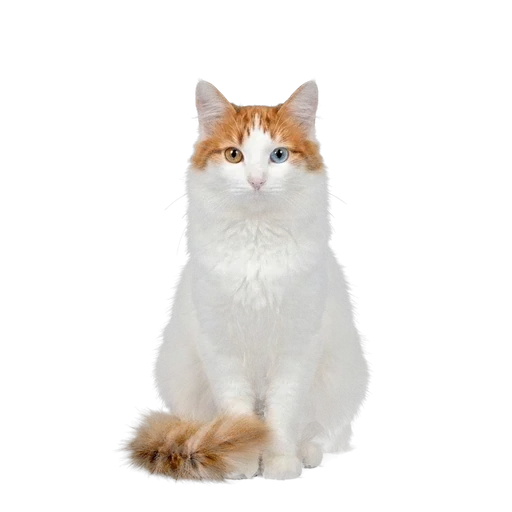 Turkish Van cat