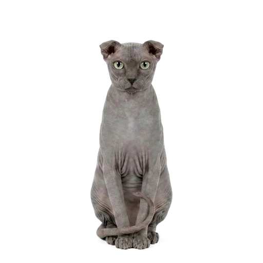 Ukrainian Levkoy cat