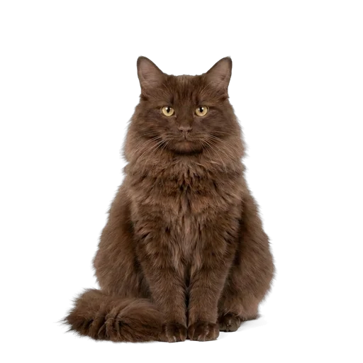 York Chocolate cat