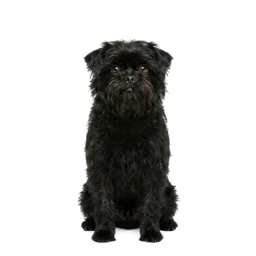 Affenpinscher dog