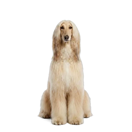 Afghan Hound dog