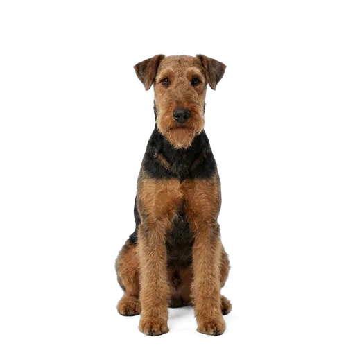 Airedale Terrier dog