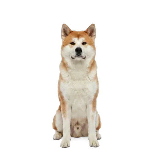 Akita dog