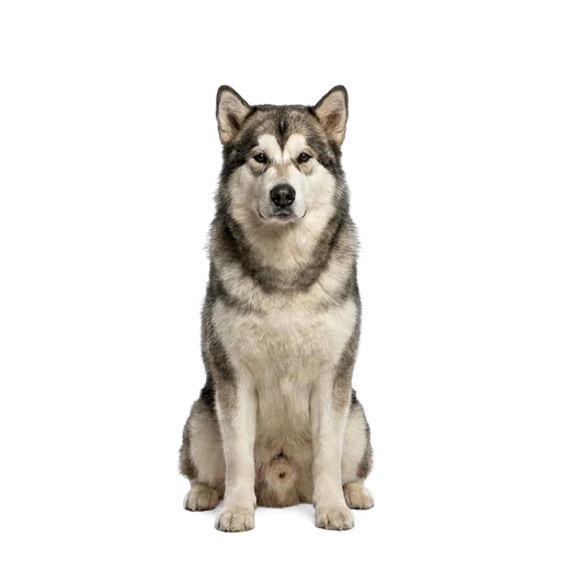Alaskan Malamute dog