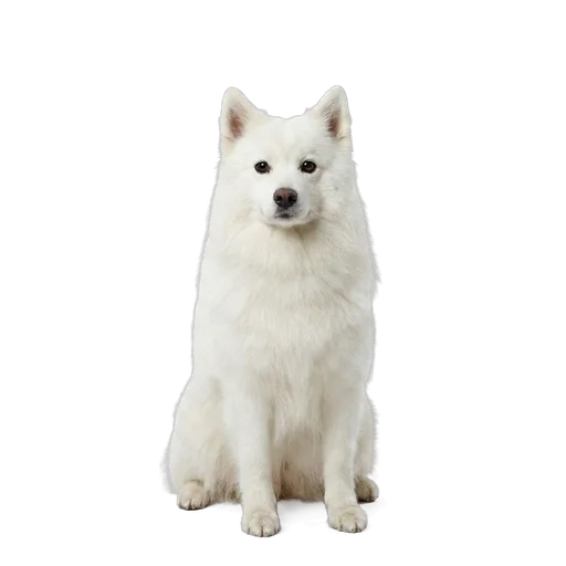 American Eskimo Dog dog