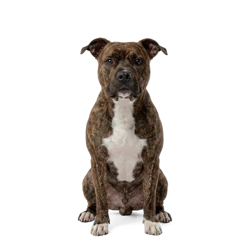 American Staffordshire Terrier dog