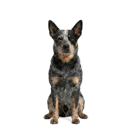 Australian Cattle Dog dog
