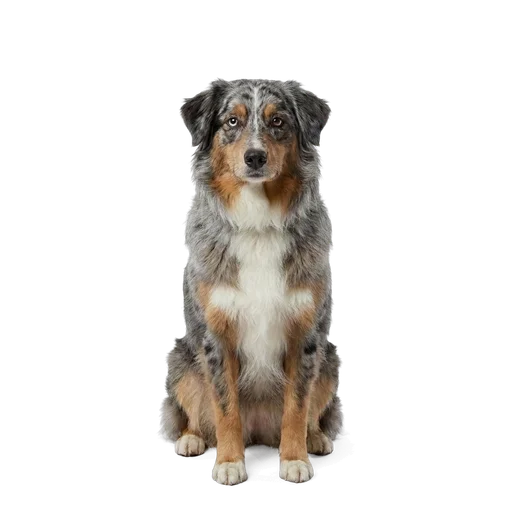 Australian Shepherd dog