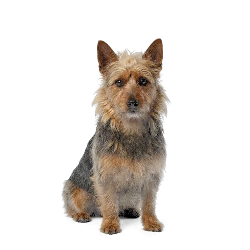 Australian Terrier dog