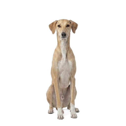 Azawakh dog