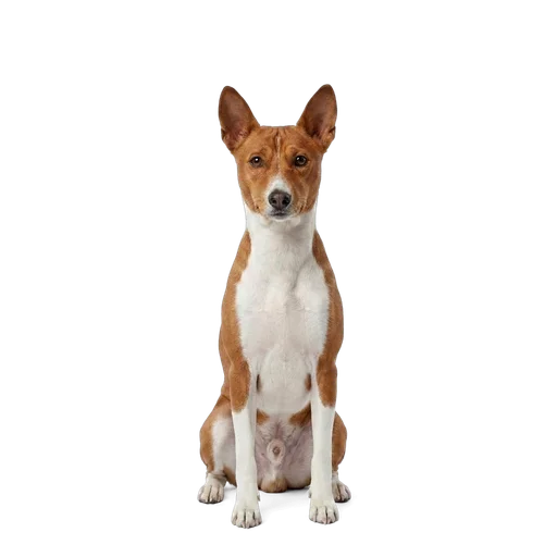 Basenji dog