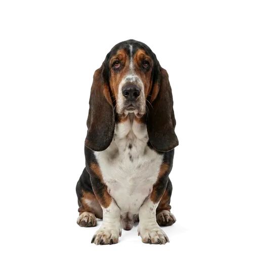 Basset Hound dog