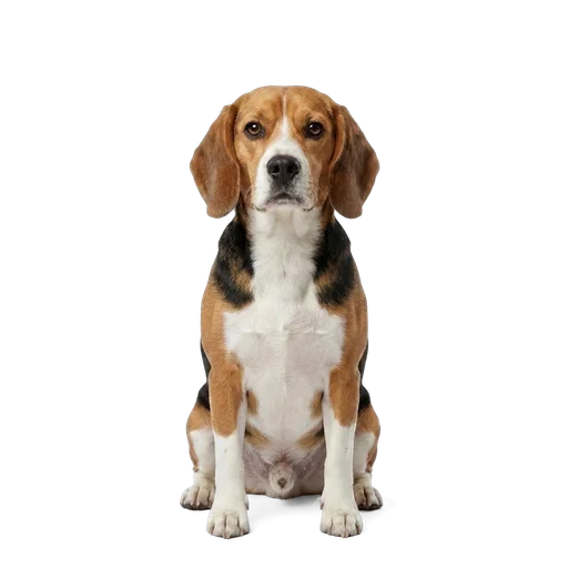 Beagle dog
