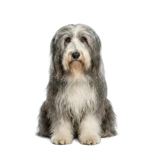 Bearded Collie dog