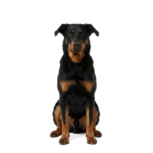 Beauceron dog