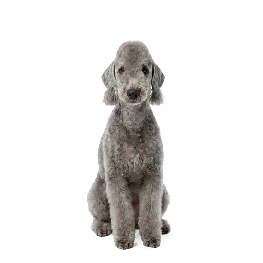 Bedlington Terrier dog