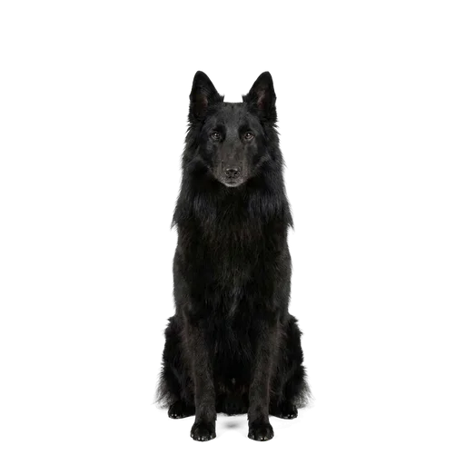 Belgian Groenendael dog