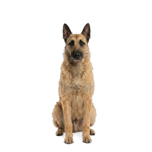 Belgian Laekenois dog