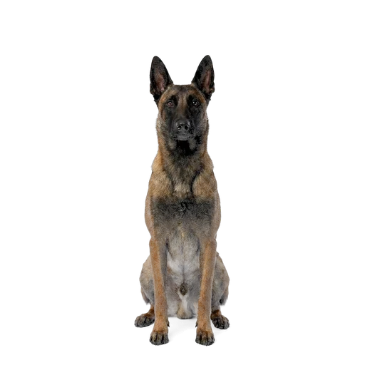 Belgian Malinois dog