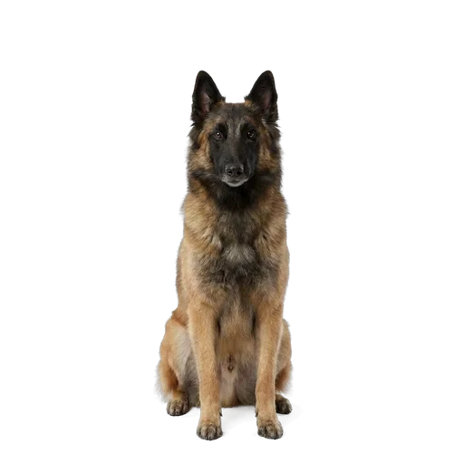 Belgian Tervuren dog