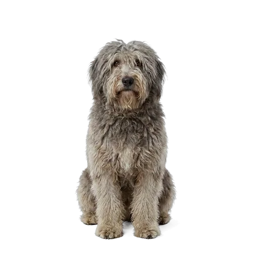 Bergamasco Sheepdog dog