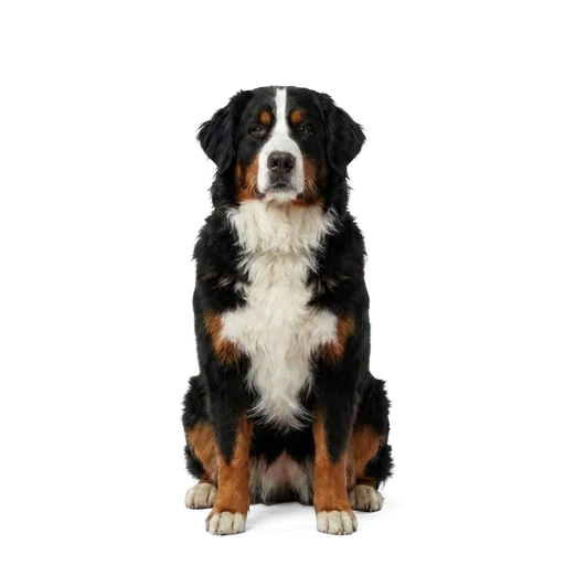 Bernese Mountain Dog dog
